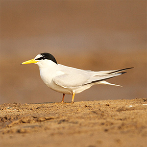 Little Tern
